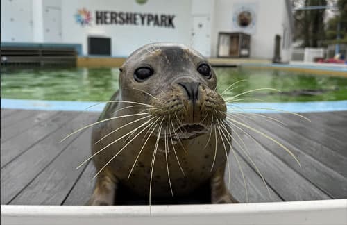 seal