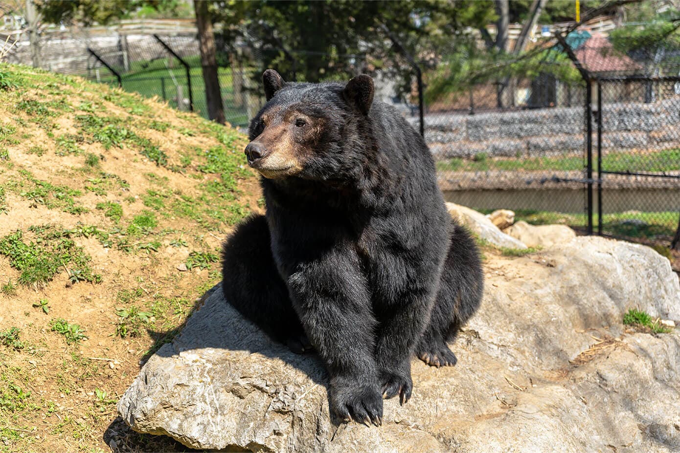 black bear sitting on rock zooamerica